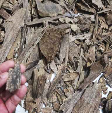 agarwood ponti 382x386 ok