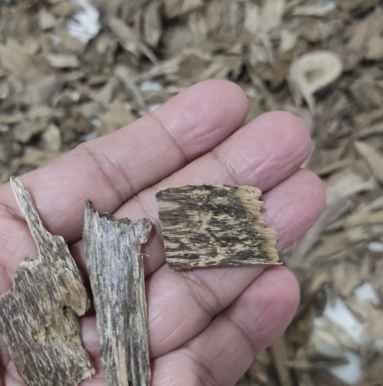 dugga ponti 382x386 ok