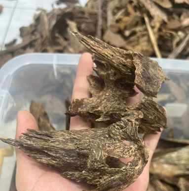 kalimantan malino 382x386 ok
