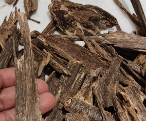 sumatra 300x250 ok ok