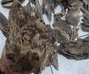 sumatra 300x250 ok